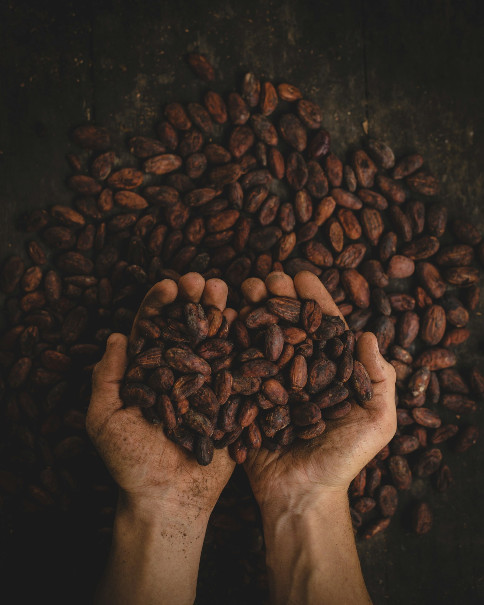 Cacao 1